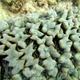 Pineapple Sea Cucumber