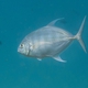 Blue-spined Trevally