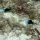 Twotone Dartfish