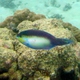 Chameleon Parrotfish