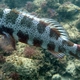 Roving Coral Grouper