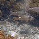 Cardinal Goatfish