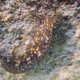 Vermiculated Blenny