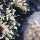 Brown Coral Blenny
