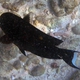 Tennent's Surgeonfish