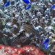 Ember Parrotfish (Juvenile)