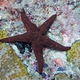 Black-spotted Sea Star