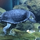 Eastern Long-Necked Turtle