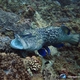Marbled Coral Grouper