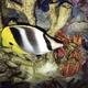 Pacific Doublesaddle Butterflyfish