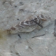 Checkered Pufferfish