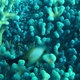 Broom Filefish