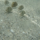 Atlantic Spadefish (Juvenile)