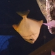 Diamondfish
