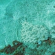 Leopard Flounder