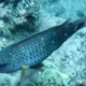 Pacific Bullethead Parrotfish (Juvenile)
