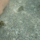 Atlantic Spadefish (Juvenile)