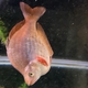 Red Rainbowfish 