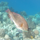 Dotted Parrotfish