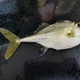 Blackflag Tripodfish