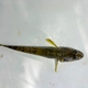 Tank Goby