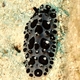 Black Spotted Nudibranch