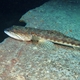 Atlantic Lizardfish