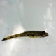 Tank Goby