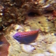 Speckled Damsel