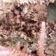 Barchin Scorpionfish