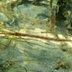Red Cornetfish