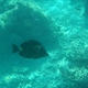 Indian Sailfin Surgeonfish