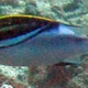 Two-lined Monocle Bream