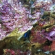 Blue-striped Dottyback