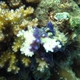 Coral-eating Sponge