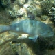 Blue-spotted Tuskfish