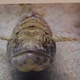 Snakefish