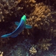 Bower's Parrotfish