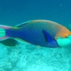 Greenthroat Parrotfish