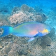Steephead Parrotfish
