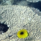 Oval-spot Butterflyfish