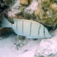 Convict Surgeonfish