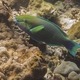 Greenhead Parrotfish