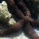 Brown Mesh Sea Star