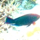Swarthy Parrotfish