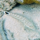 Speckled Sandperch