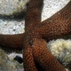 Brown Mesh Sea Star