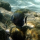 Roundspot Surgeonfish (juvenile)