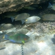 Surf Parrotfish