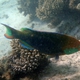 Greenthroat Parrotfish